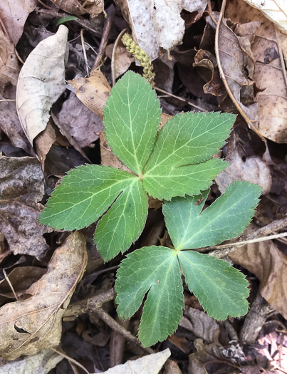 image of Sanicula smallii, Small's Sanicle, Southern Sanicle, Small's Black-snakeroot