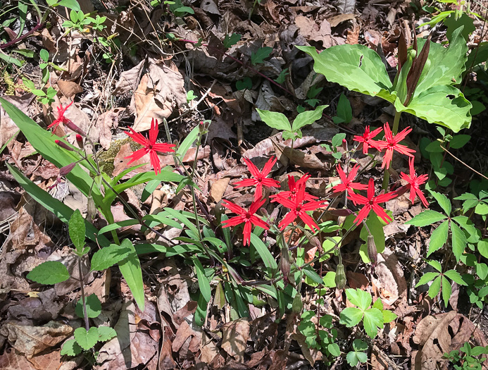 image of Silene virginica var. virginica, Fire-pink