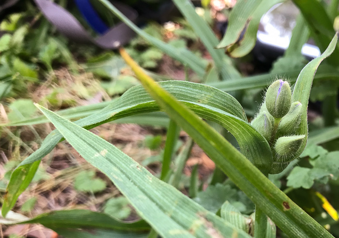 image of Tradescantia virginiana, Virginia Spiderwort