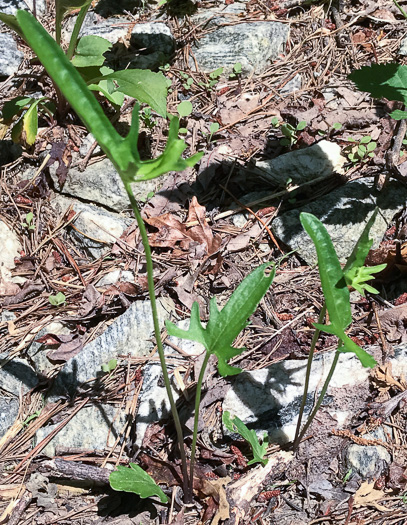 image of Viola emarginata var. 5, Sword-leaved Violet