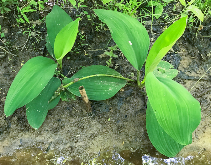 image of Orontium aquaticum, Golden Club, Never-wet, Bog Torches