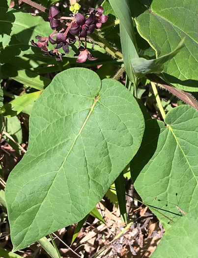 image of Matelea carolinensis, Carolina Spinypod, Climbing Milkweed, Climbing Milkvine, Maroon Carolina Milkvine