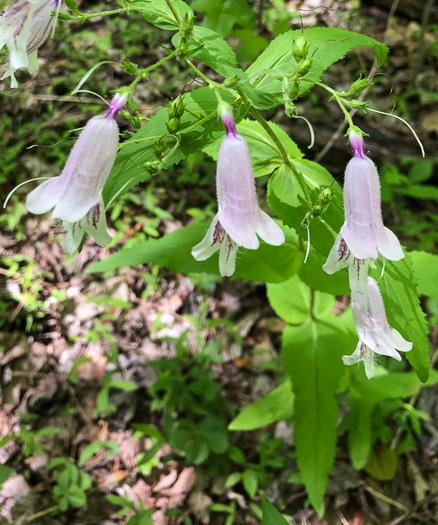 image of Penstemon smallii, Small's Beardtongue, Blue Ridge Beardtongue