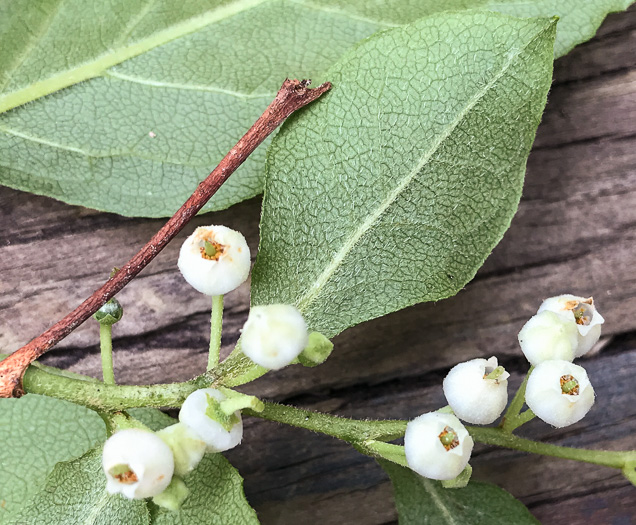 image of Lyonia ligustrina var. ligustrina, Northern Maleberry, He-huckleberry