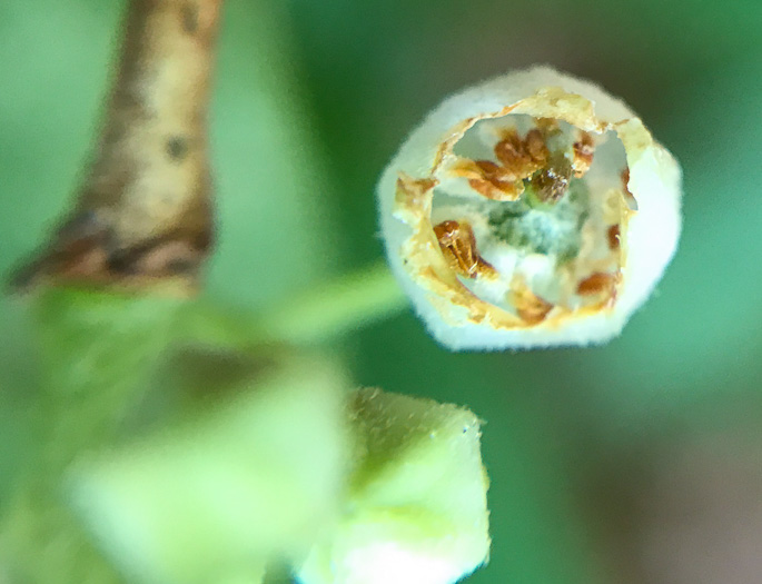 image of Lyonia ligustrina var. ligustrina, Northern Maleberry, He-huckleberry