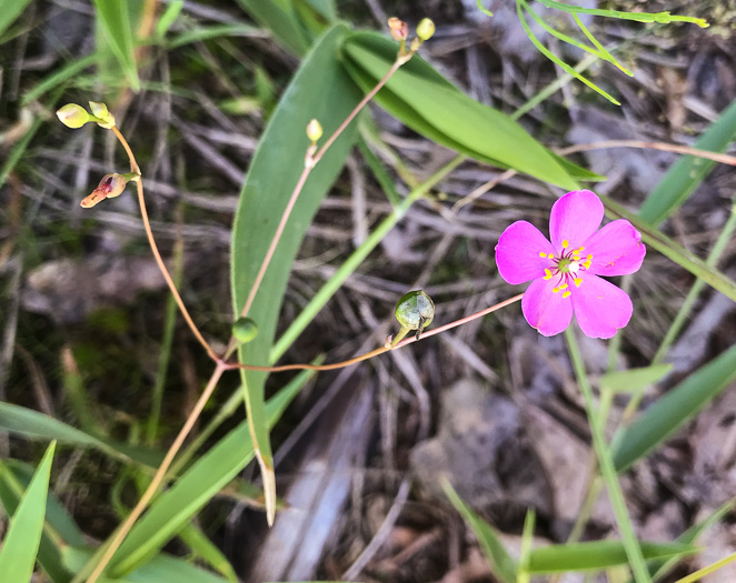 image of Phemeranthus teretifolius, Appalachian Fameflower, Appalachian Rock-pink, Rock Portulaca, Quill Fameflower