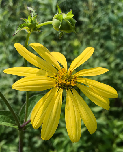 image of Silphium dentatum, Starry Rosinweed