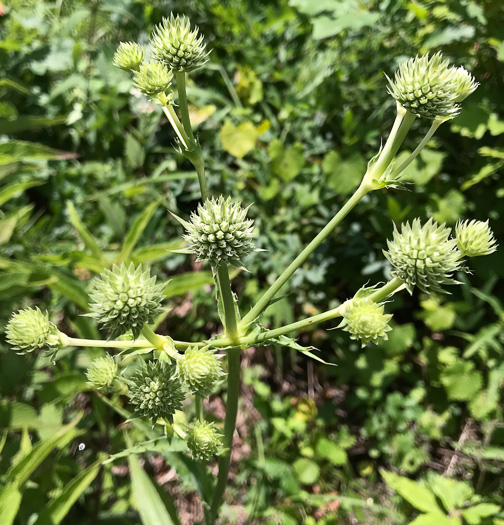 image of Eryngium yuccifolium var. yuccifolium, Northern Rattlesnake-master, Button Snakeroot