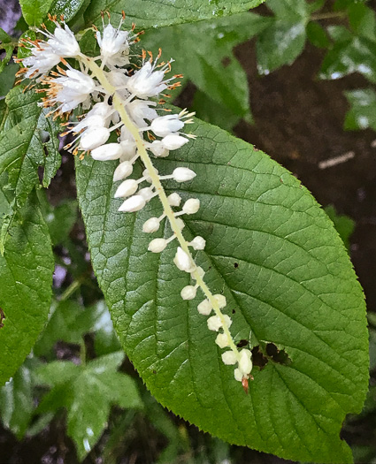 image of Clethra acuminata, Mountain Sweet-pepperbush, Cinnamonbark, Cinnamon Clethra, Mountain White-alder