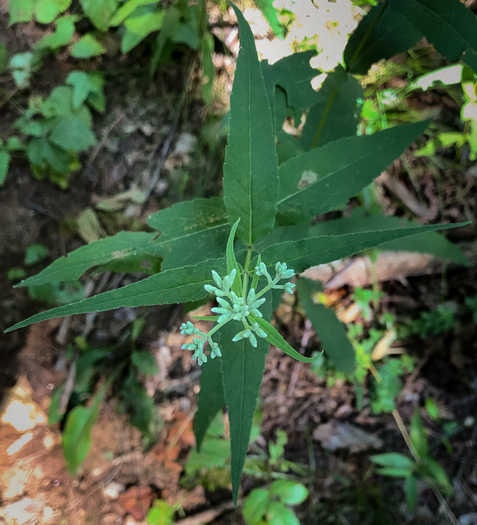 image of Eupatorium sessilifolium var. sessilifolium, Upland Boneset, Sessile-leaf Eupatorium