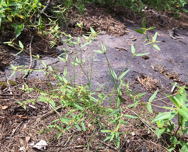 image of Croton willdenowii, Outcrop Rushfoil, Willdenow's Croton, Glade Rushfoil, Broadleaf Rushfoil