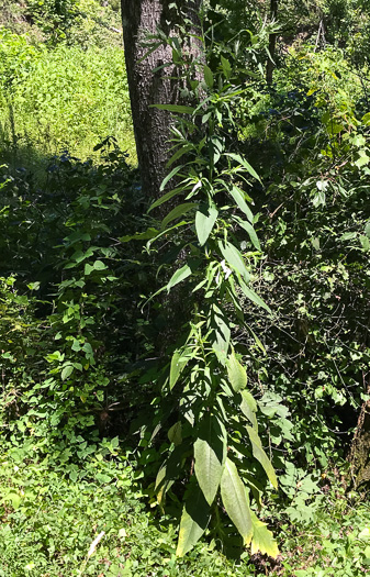 image of Cirsium altissimum, Tall Thistle