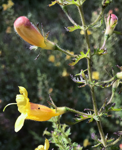 image of Aureolaria pectinata, Southern Oak-leach, Sticky False Foxglove, Combleaf Yellow False Foxglove