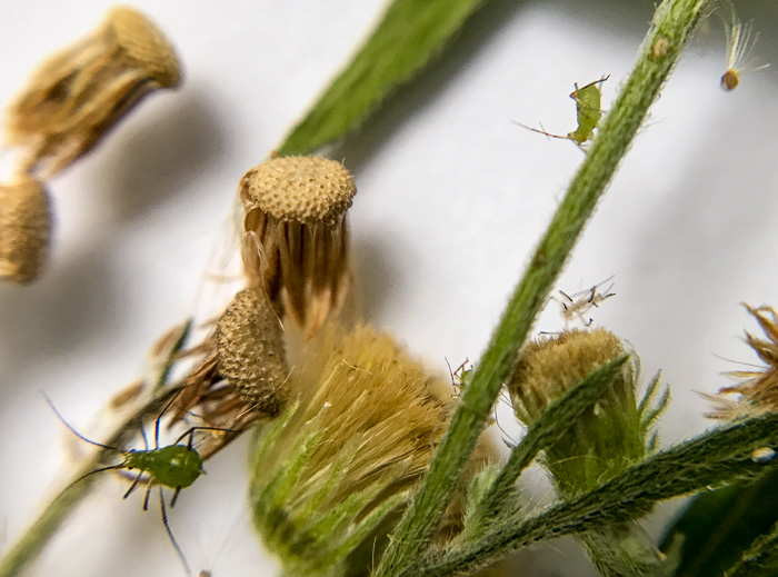 image of Erigeron sumatrensis, Tropical Horseweed, Sumatran Fleabane, Guernsey Fleabane