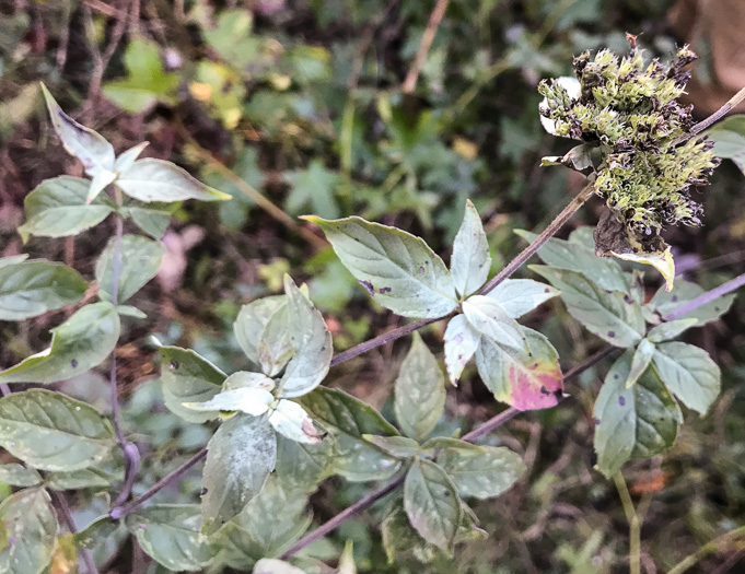 image of Pycnanthemum loomisii, Loomis's Mountain-mint