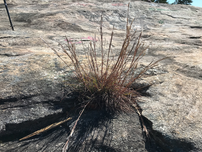 image of Andropogon ternarius, Splitbeard Bluestem, Silvery Bluestem