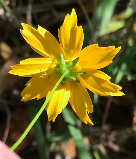 image of Coreopsis grandiflora var. grandiflora, Large-flowered Coreopsis, Largeflower Tickseed