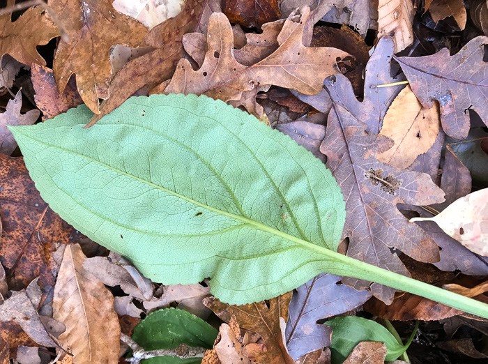 image of Solidago faucibus, Gorge Goldenrod