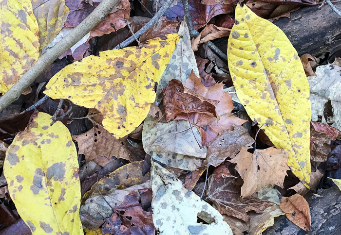 image of Asimina triloba, Common Pawpaw, Indian-banana