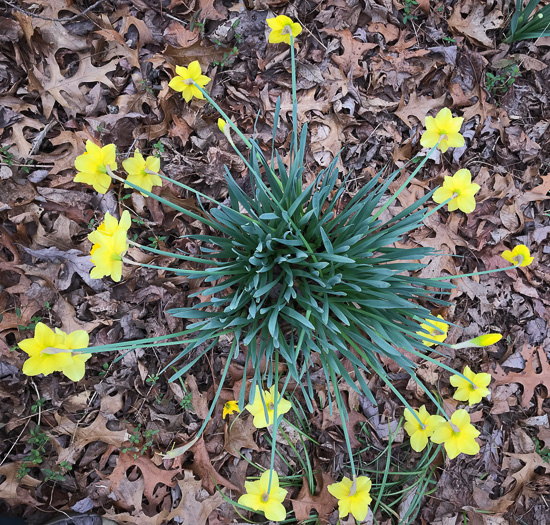 image of Narcissus ×incomparabilis, Nonesuch Daffodil