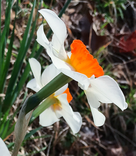 image of Narcissus ×incomparabilis, Nonesuch Daffodil