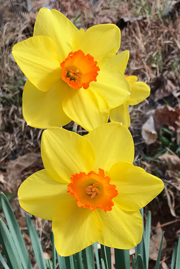 image of Narcissus ×incomparabilis, Nonesuch Daffodil