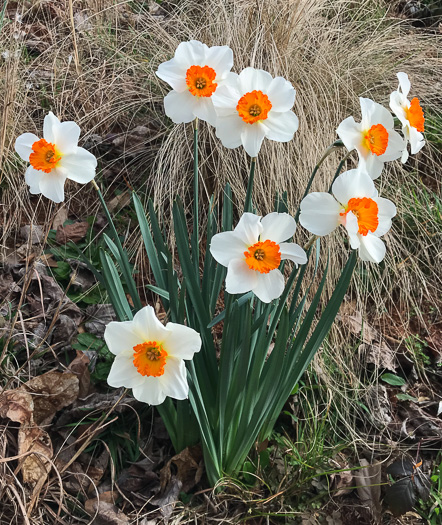 image of Narcissus ×incomparabilis, Nonesuch Daffodil