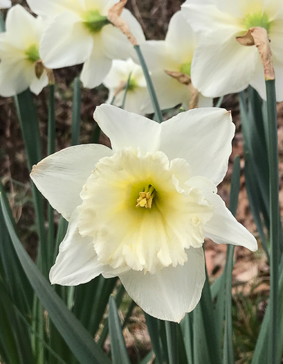 image of Narcissus ×incomparabilis, Nonesuch Daffodil