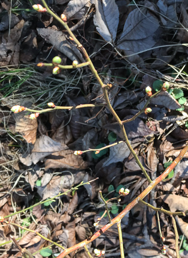 image of Vaccinium pallidum, Hillside Blueberry, Dryland Blueberry, Upland Low Blueberry, Lowbush Blueberry