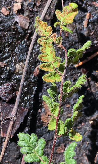 image of Myriopteris lanosa, Hairy Lipfern