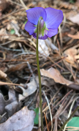 image of Viola emarginata var. 5, Sword-leaved Violet