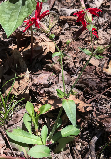 image of Silene virginica var. virginica, Fire-pink