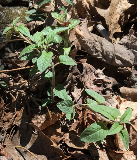 image of Pycnanthemum montanum, Appalachian Mountain-mint, Thinleaf Mountain-mint