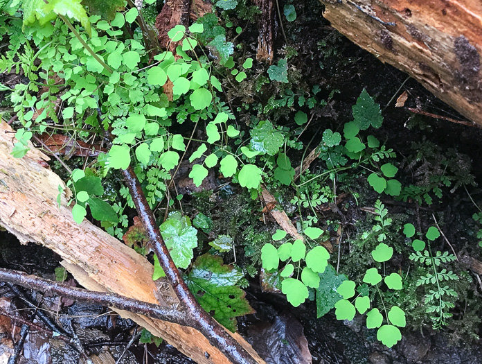 image of Thalictrum clavatum, Mountain Meadowrue, Lady-rue