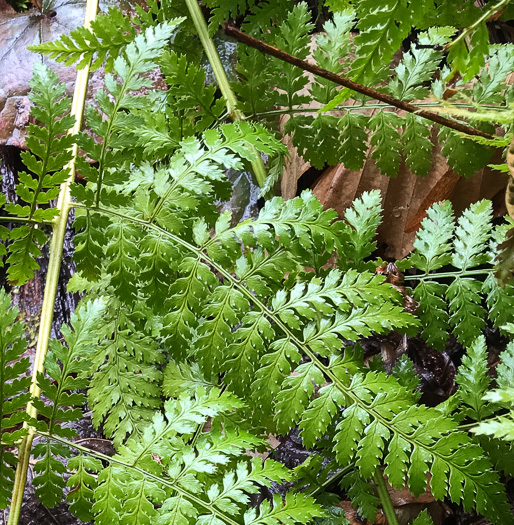 image of Dryopteris intermedia, Evergreen Woodfern, Fancy Fern, Intermediate Woodfern