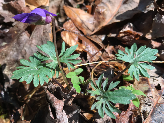 image of Viola subsinuata var. subsinuata, Wavyleaf Violet