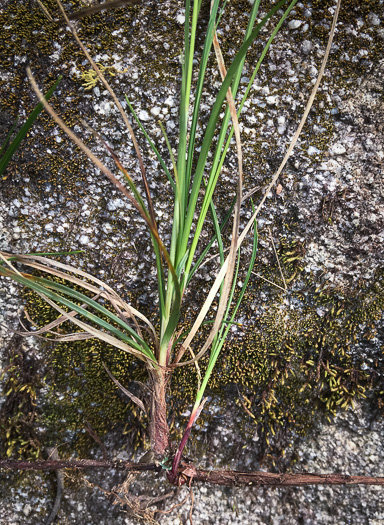 image of Carex pensylvanica, Pennsylvania Sedge, High Meadow Sedge