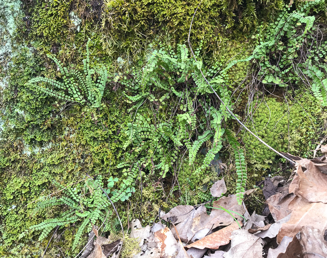 image of Asplenium trichomanes, Maidenhair Spleenwort