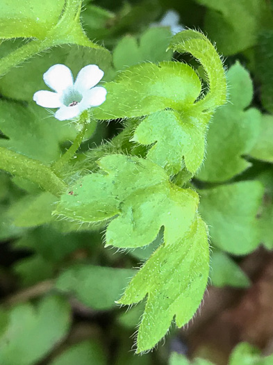 image of Nemophila aphylla, Baby Blue Eyes, Small-flower Baby-blue-eyes, White Nemophila, Eastern Baby-blue-eyes