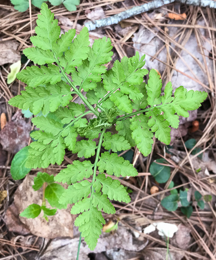 image of Botrypus virginianus, Rattlesnake Fern, Sang-find