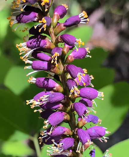 image of Amorpha glabra, Mountain Indigo-bush, Appalachian Indigo-bush, Mountain Indigo, Mountain False Indigo