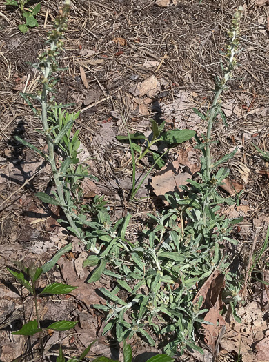 image of Gamochaeta purpurea, Spoonleaf Purple Everlasting, Purple Cudweed