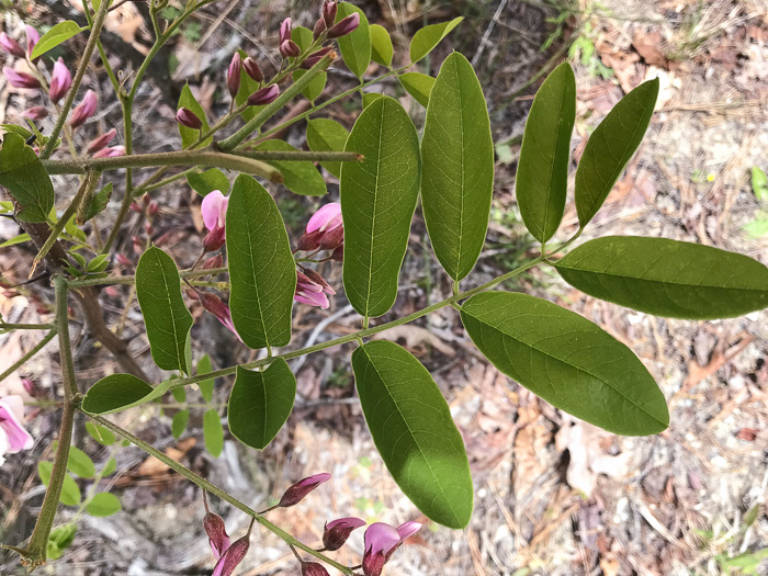 Robinia hispida var. kelseyi, Kelsey's Locust