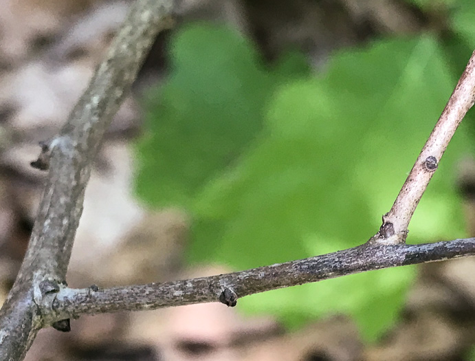 image of Diospyros virginiana, American Persimmon, Possumwood, Simmon