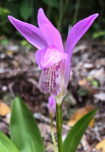 image of Arethusa bulbosa, Bog-rose, Dragon's-mouth, Arethusa