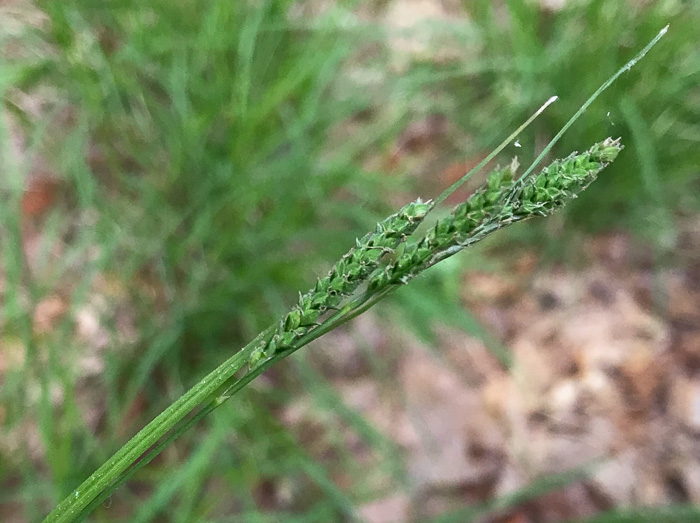 image of Carex virescens, Ribbed Sedge