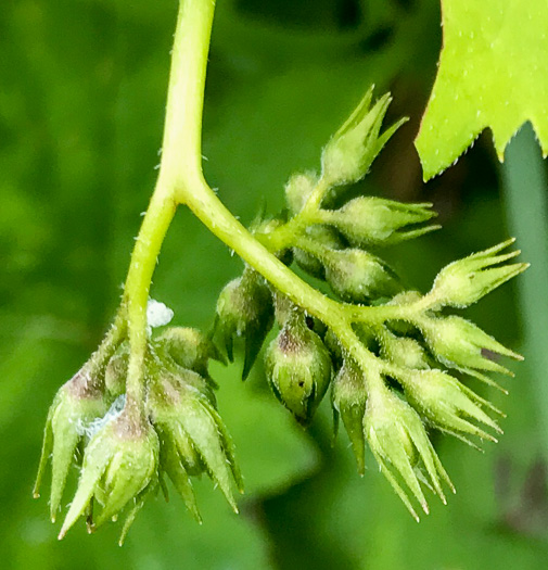 image of Hydrophyllum canadense, Mapleleaf Waterleaf, Broadleaf Waterleaf, Canada Waterleaf, Bluntleaf Waterleaf