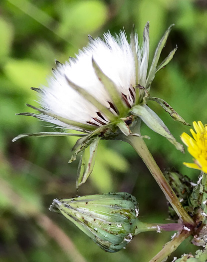 Sonchus asper, Prickly Sowthistle, Spiny-leaf Sowthistle