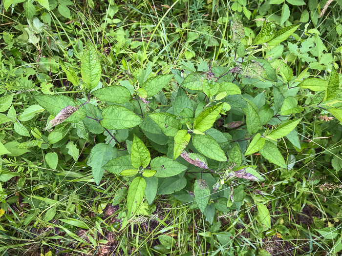 image of Scutellaria incana var. punctata, Hoary Skullcap, Downy Skullcap