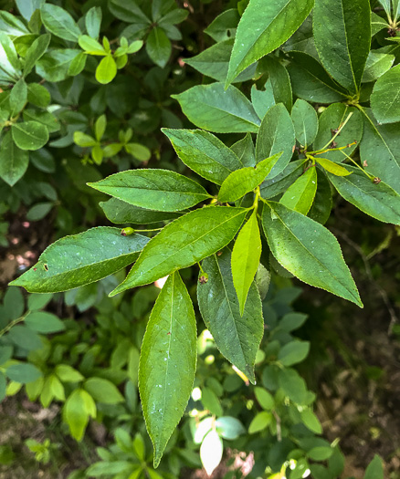 image of Aronia melanocarpa, Black Chokeberry